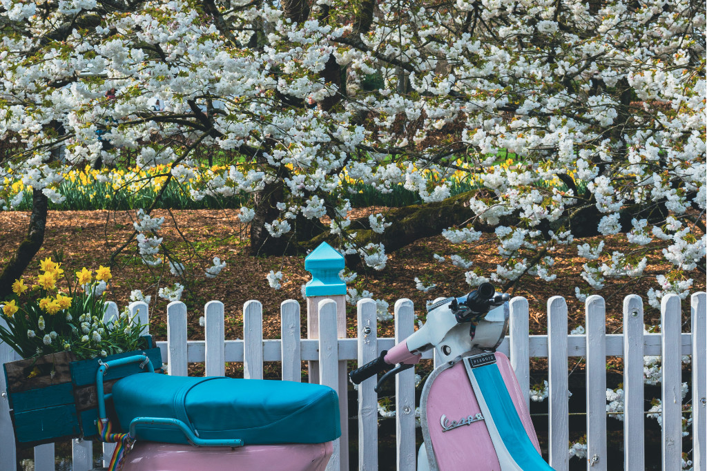 Blau-pinke Vespa vor einem weiß blühenden Baum