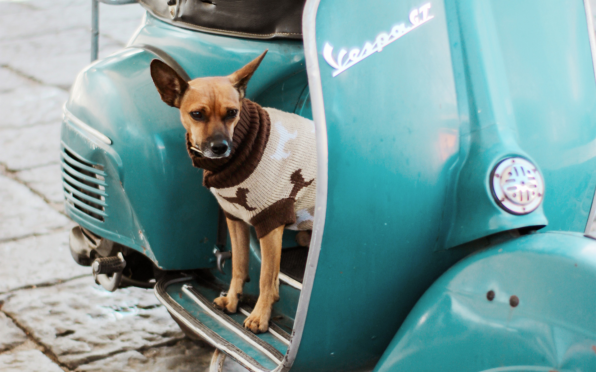 Mit Vierbeinern auf der Vespa – Hunde sicher transportieren