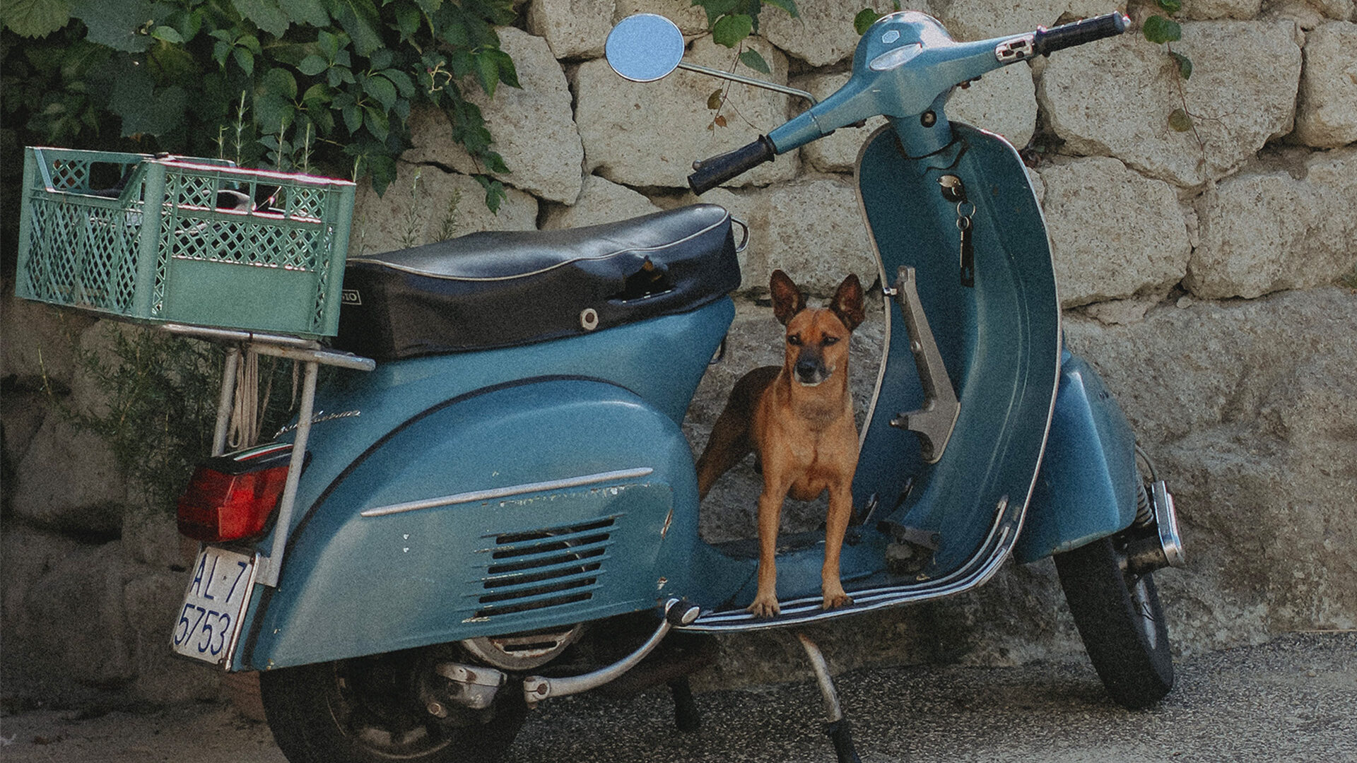 hund vespa2 1