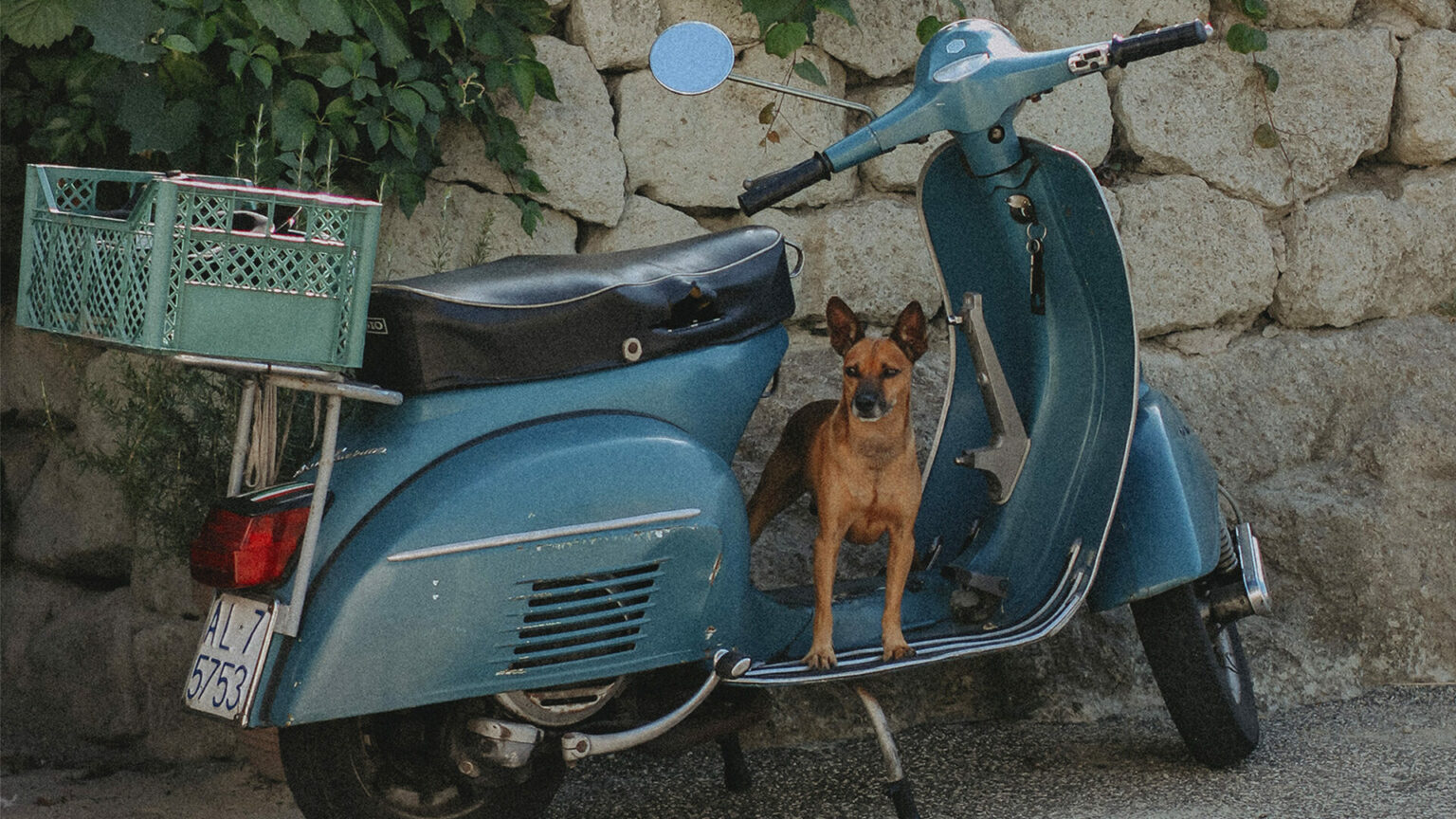 Mit Vierbeinern auf der Vespa Hunde sicher transportieren VESPA MAG
