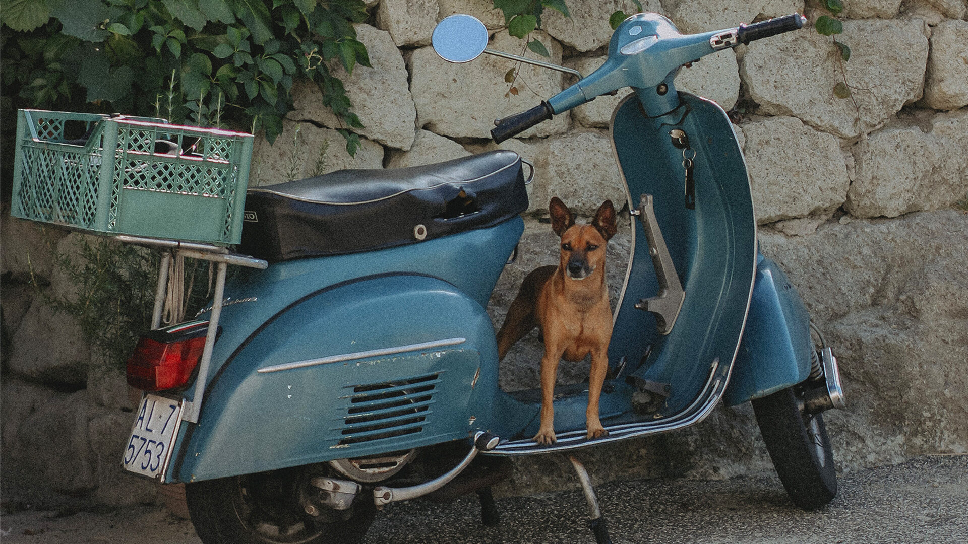 hund vespa2