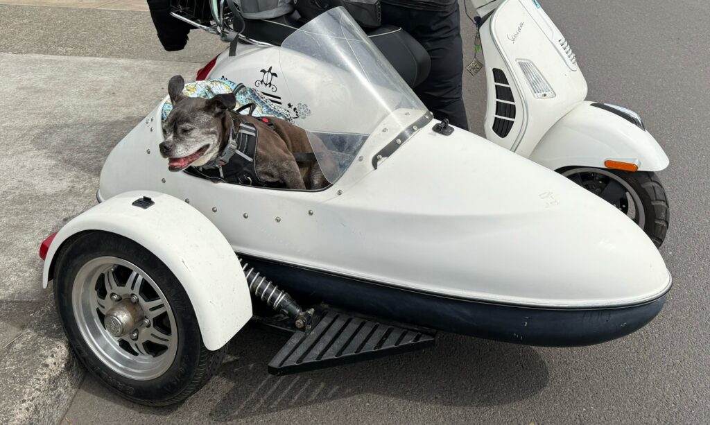 hund